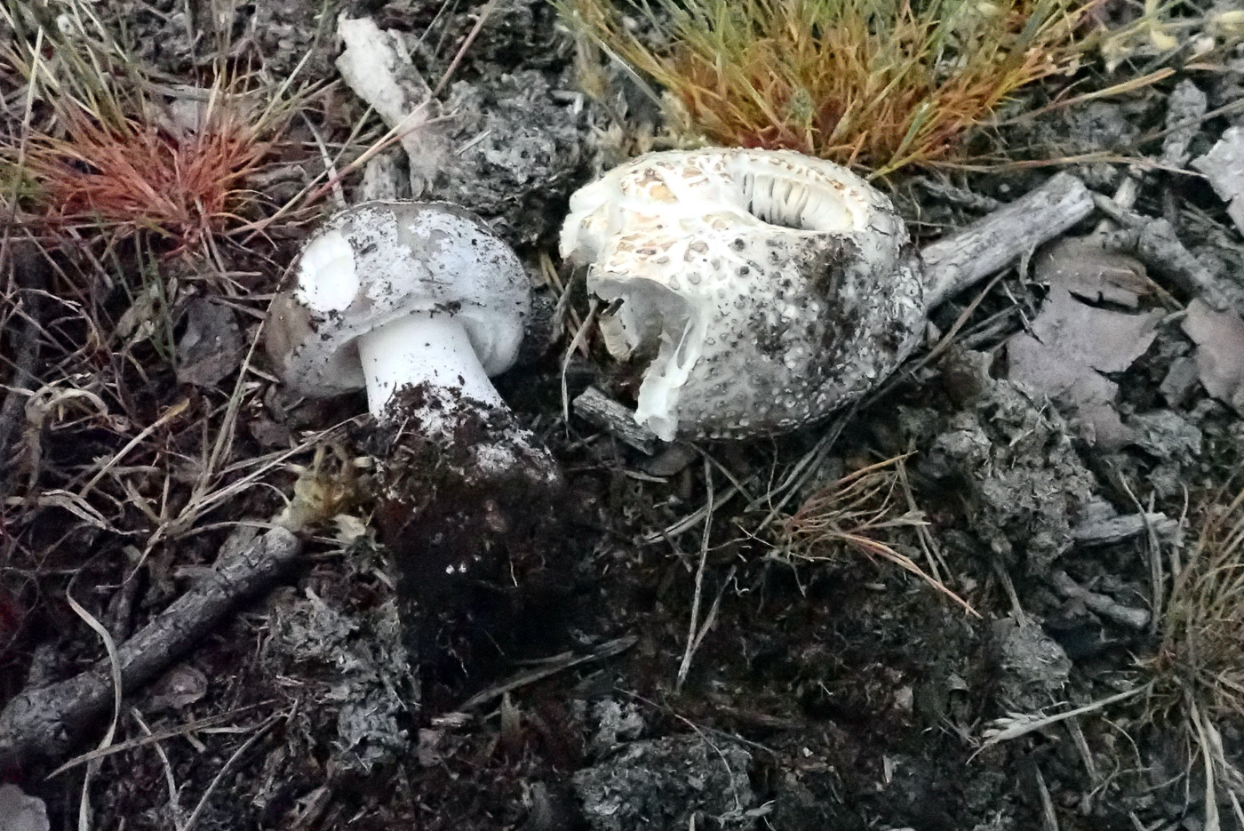 Photo by Bob Simpson Amanita excelsa var. spissa by Bob Simpson